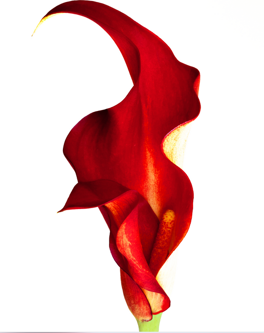 BABYCINO FLOR DE FUEGO